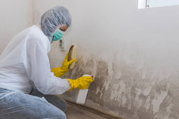 Best Mold Testing and Inspection Services in Peachtree City, GA