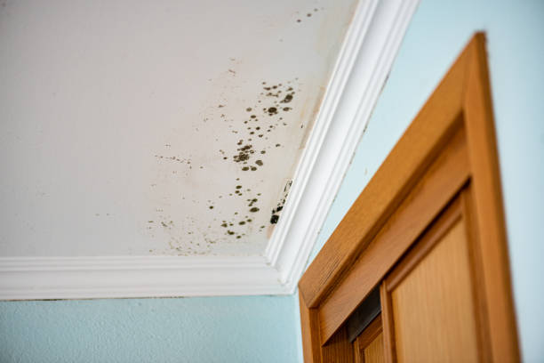 Best Health and Safety Mold Remediation in Peachtree City, GA