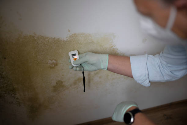 Best Bathroom Mold Remediation in Peachtree City, GA