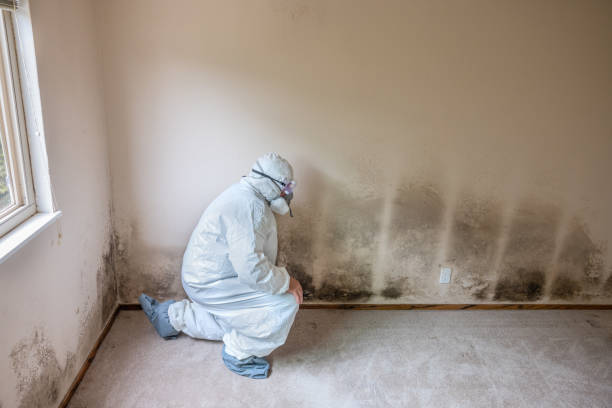 Best Industrial Mold Remediation in Peachtree City, GA