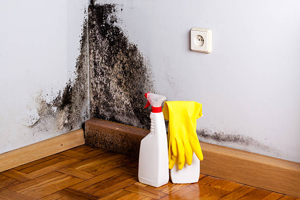 Best White Mold Remediation in Peachtree City, GA