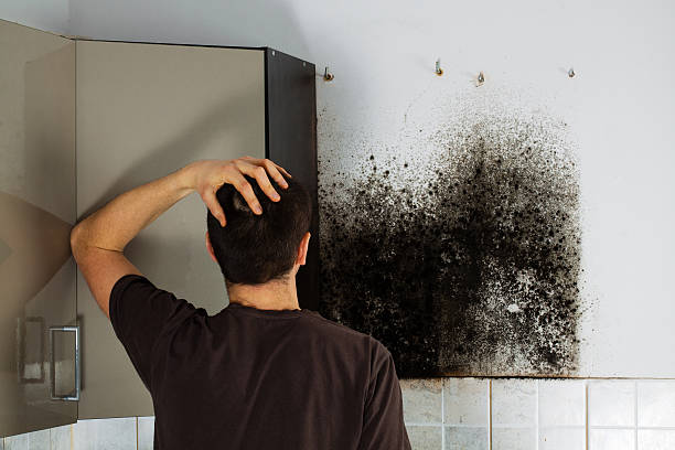 Best Insurance-Related Mold Remediation in Peachtree City, GA