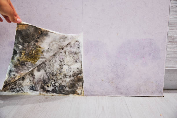 Best Basement Mold Remediation in Peachtree City, GA